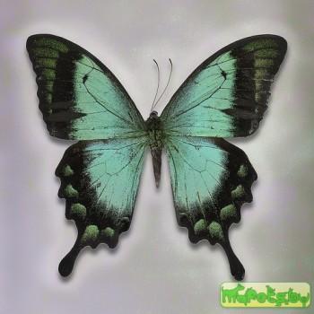 Papilio lorquinianus