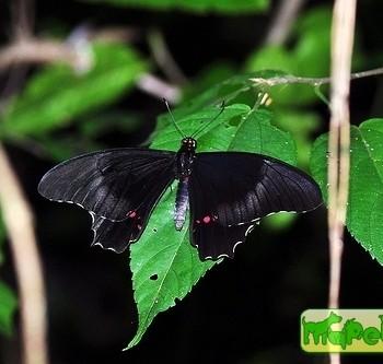 Papilio rogeri