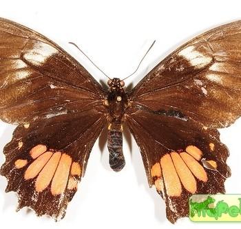 Parides vercingetorix