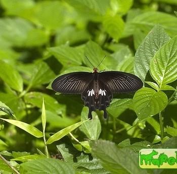 Atrophaneura adamsoni