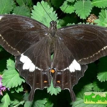 Papilio fuscus