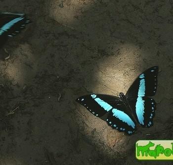 Papilio sosia