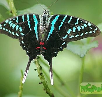 Graphium antheus