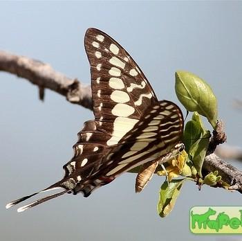 Graphium porthaon