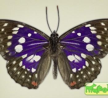 Sasakia charonda