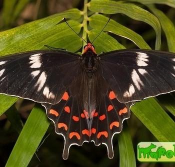Pachliopta hector