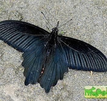 Papilio thaiwanus