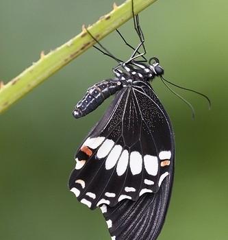 Papilio hipponous