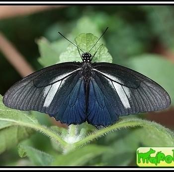 Battus crassus