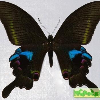 Papilio arcturus