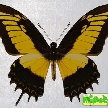 Papilio androgeus