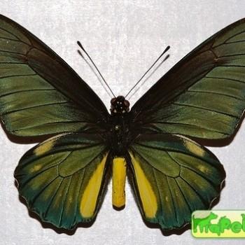 Battus lycidas