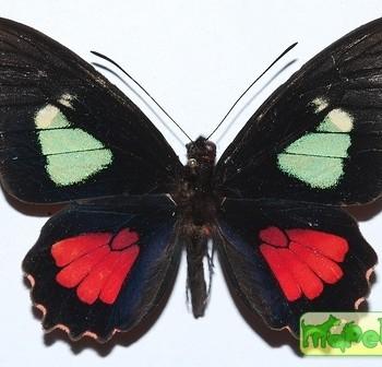 Parides eurimedes