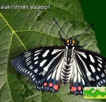 Euripus consimilis