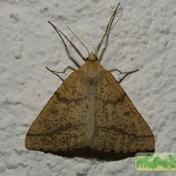 Aspitates ochrearia