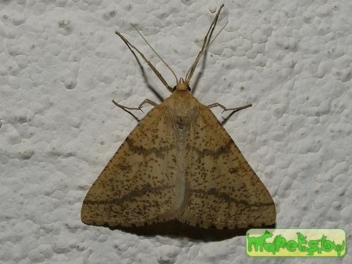 Aspitates ochrearia