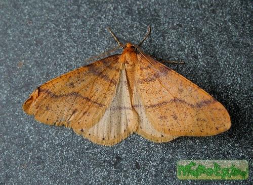Agriopis aurantiaria