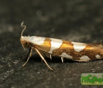 argyresthia brockeella