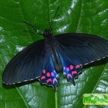 Parides photinus