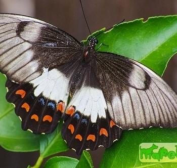 Papilio aegeus