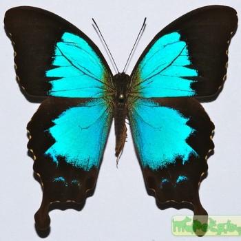 Papilio montrouzieri