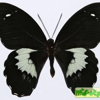 Papilio gambrisius