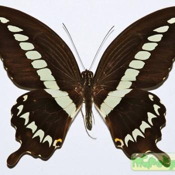 Papilio gigon