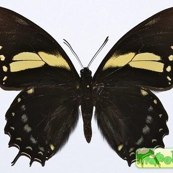 Papilio menatius
