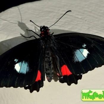 Parides iphidamas