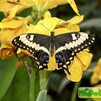 Papilio menestheus