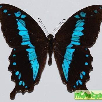 Papilio oribazus