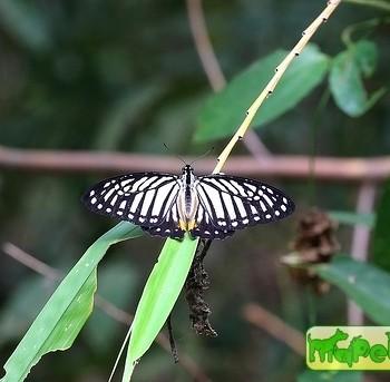 Graphium xenocles