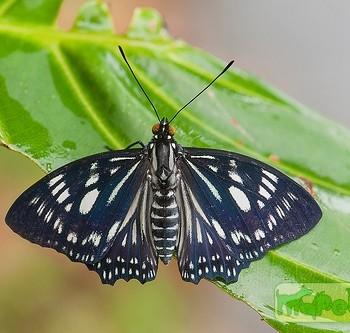 Euripus nyctelius