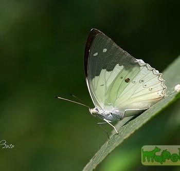 Helcyra superba