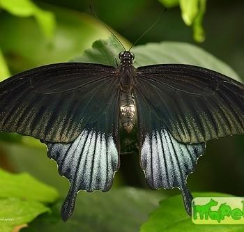 Papilio ascalaphus