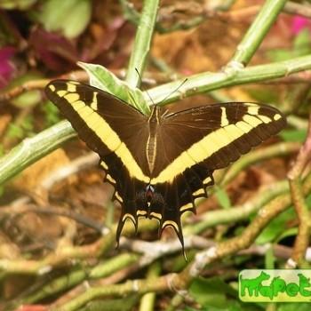 Papilio andraemon