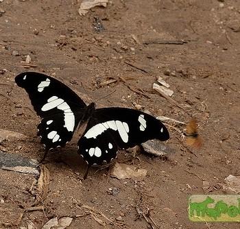 Papilio hesperus