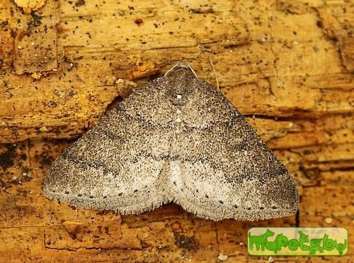 Aleucis distinctata