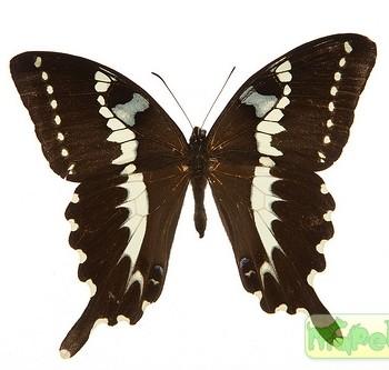 Papilio delalandei