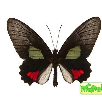 Parides anchises