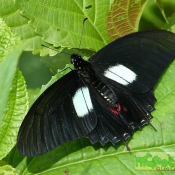 Mimoides xynias