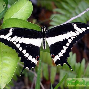 Papilio melonius