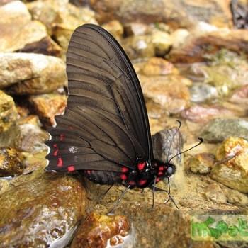 Mimoides euryleon