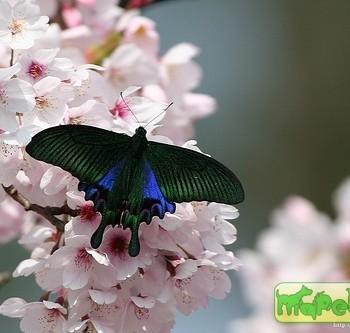 Papilio hoppo