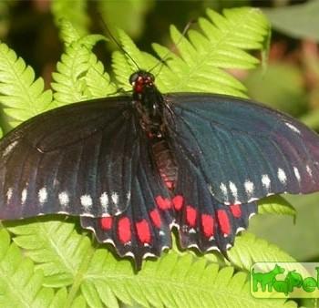 Mimoides phaon