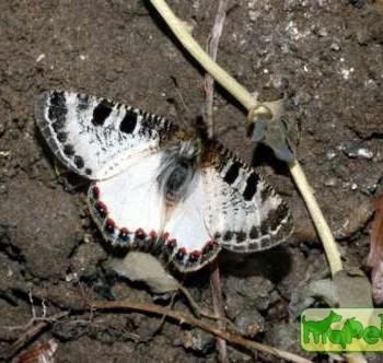 Archon apollinaris