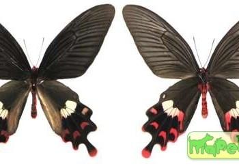 Atrophaneura polla