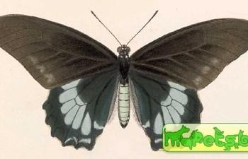 Battus laodamas