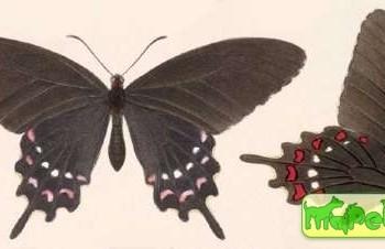 Parides alopius