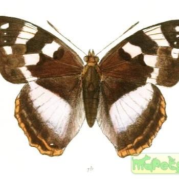 Dilipa morgiana